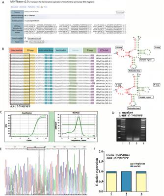 tRNA-Derived Fragment tRF-17-79MP9PP Attenuates Cell Invasion and Migration via THBS1/TGF-β1/Smad3 Axis in Breast Cancer